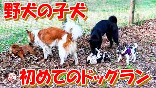 【保護犬　子犬】初めてのドッグラン＋おまけコーナー