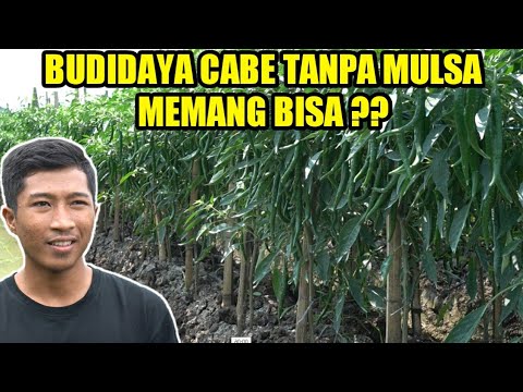 Video: Info Berkebun Mulsa Dalam: Cara Berkebun Dengan Metode Mulsa Dalam