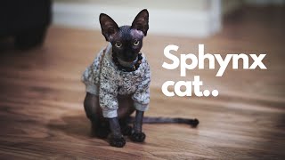 What Is Like To Own A Sphynx Hairless Cat
