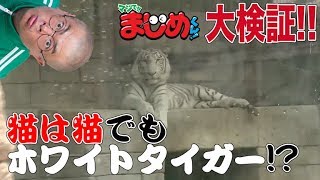 【あばれる君の実写版マジで!!まじめくん！】マジ語まじめにやってみた「猫に小判」