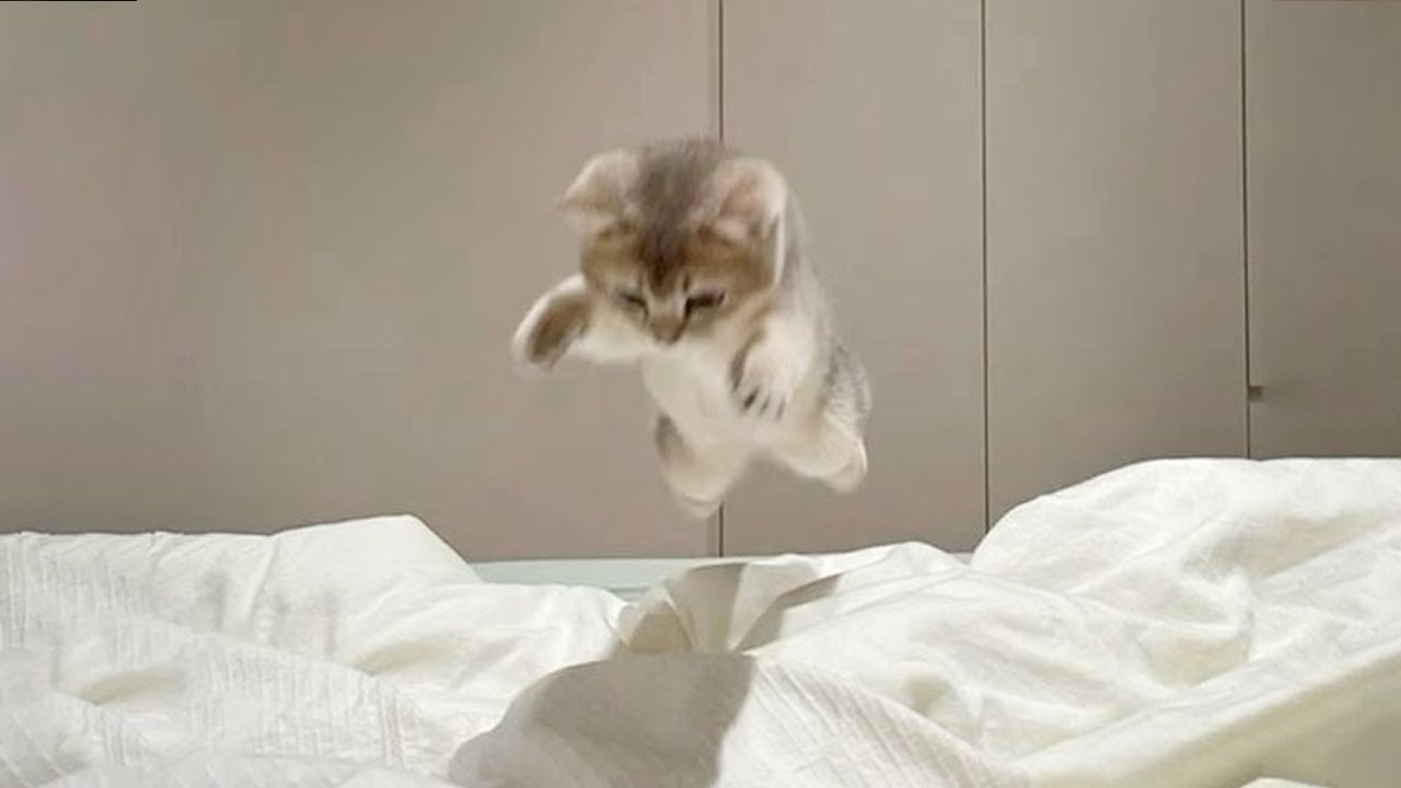 Эти котята заслуживают «Оскар» за драму 😂🐱 30 минут смеха