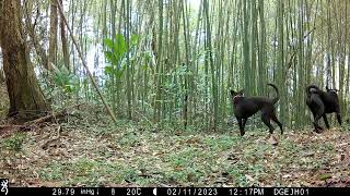 20230211 121730 IMG 0051 犬 20230211 121730 IMG 0051 犬