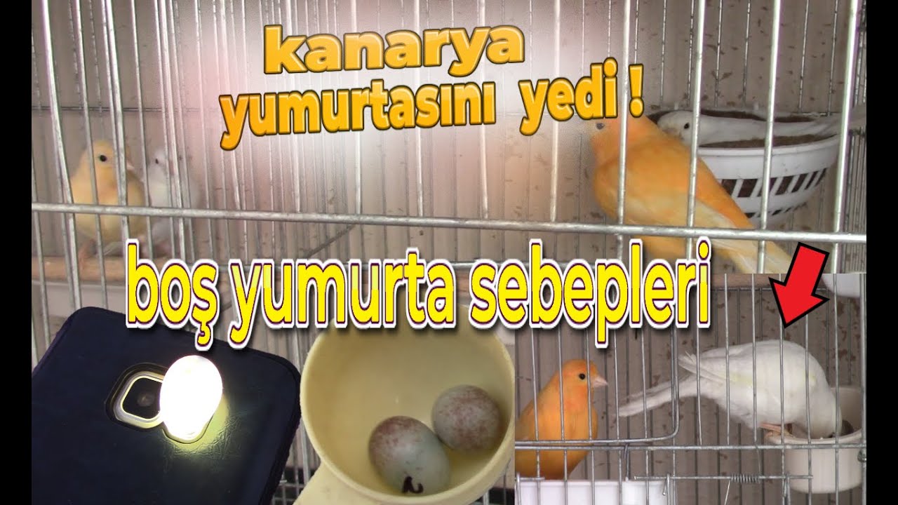 KANARYAM YUMURTASINI YEDİ 😩😕 Kanarya Boş Yumurta Sebepleri | Boş Çıkan Yumurtaları Ne Yapıyoruz ?