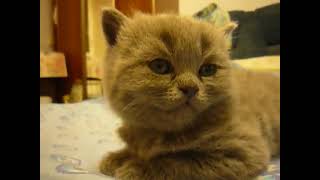 Little Kitten Suddenly Sleep Funny Animal