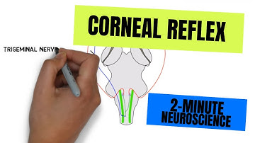 2-Minute Neuroscience: Corneal Reflex
