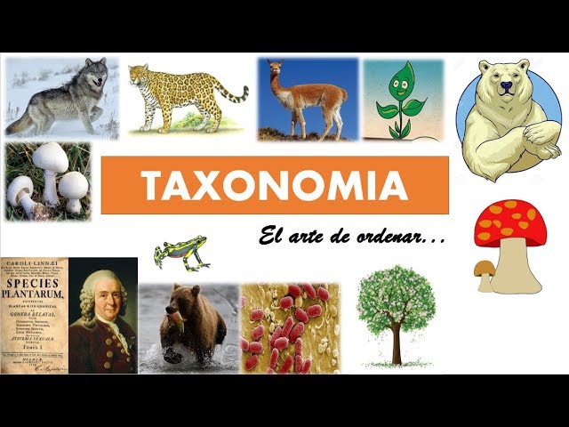 Taxonomía (clasificación de los seres vivos) - thptnganamst.edu.vn