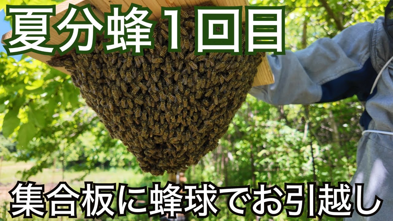 ニホンミツバチ】夏分蜂1回目 初めての集合板捕獲 突然始まる - YouTube