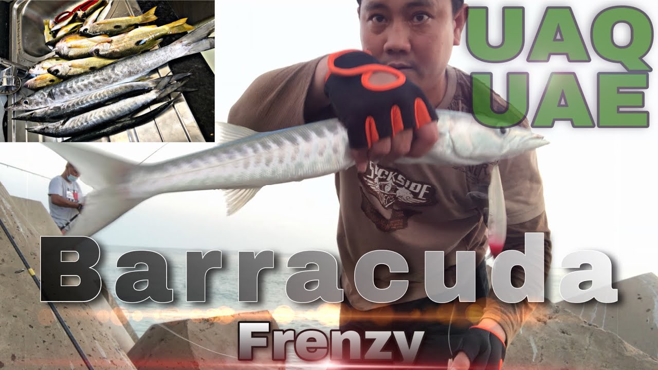 Barracuda feeding time Umm Al Quwain best spot Near Dubai fishing