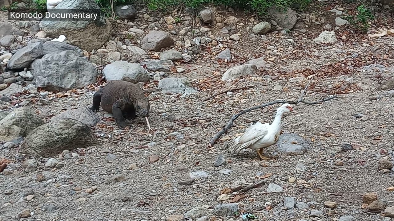 Komodo Dragons Attacks a Wild Ducks Alive so fierce