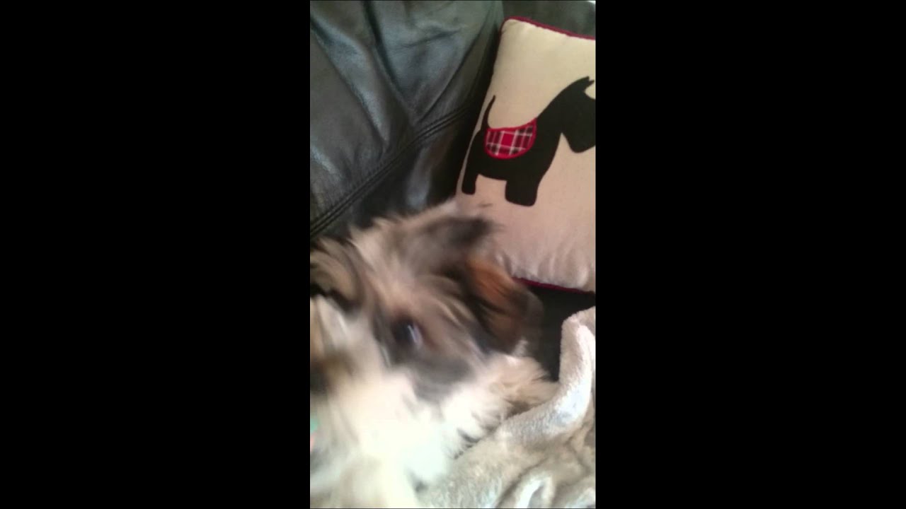 Penny and a hair brush fight 😝