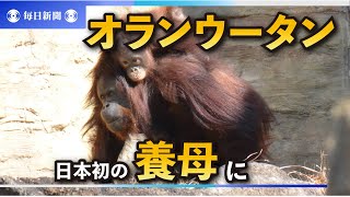 国内最高齢のオランウータン、養母になる　50歳差の愛、注ぐ余生