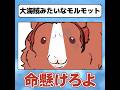 大海賊みたいなモルモット