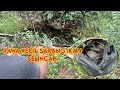 Gacor  mancing ikan selincah di spot kecil gini hasil nya memuaskan  ikan selincah 6