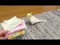 Today's My happy Cockatiel | Jogs for health while singing | 歌いながらジョギングするオカメインコのカメちゃん