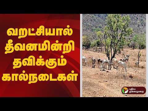 BIGNEWS || வறட்சியால் தீவனமின்றி தவிக்கும் கால்நடைகள் | Drought