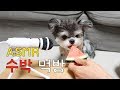 더위야물렀거라 수박먹방나가신다/강아지먹방(eatingASMR)