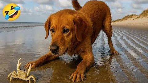 Video 10111591: pet collective, funny cats dogs, dog compilation