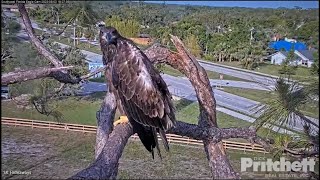 Famous SWFL Bald Eagles: Glorious Day with E22 🦅 -- All the Squeeeees 🎶 2023 May 2 Net Worth