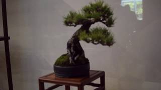 Spring Bonsai Show 2019 - Toronto Botanical Garden Net Worth