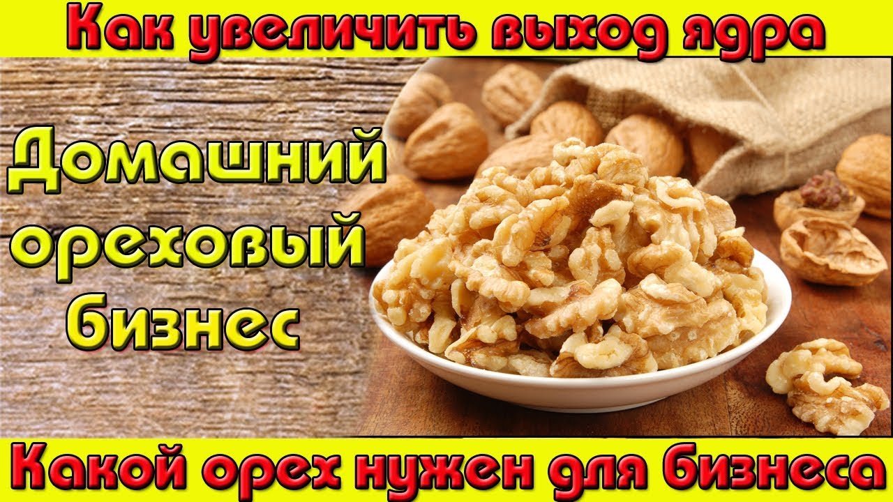 Выбор ореха для бизнеса /// Как увеличить выход ядра. - YouTube