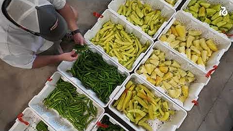 Felda Fall Open Field Days 2025