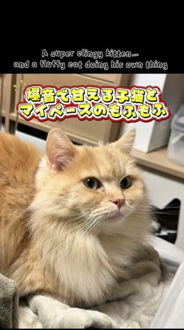 🐈🐈 #kittenshorts #meowing #cat #shorts #可愛いねこ #猫動画 #甘えんぼ猫 #膝乗り猫 #cats #fluffycat #clingykitten
