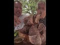 Steamed cow's lung