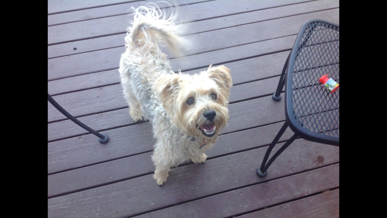 Amazing Hilarous Dog Jumping in Trampoline YouTube