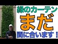 【まだ諦めないで】緑のカーテンの３つのメリットと注意点