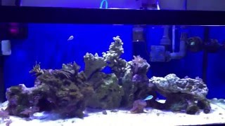 40 Breeder Reef Tank: Week 8; Name Change?!? 40 Breeder Update 5 28