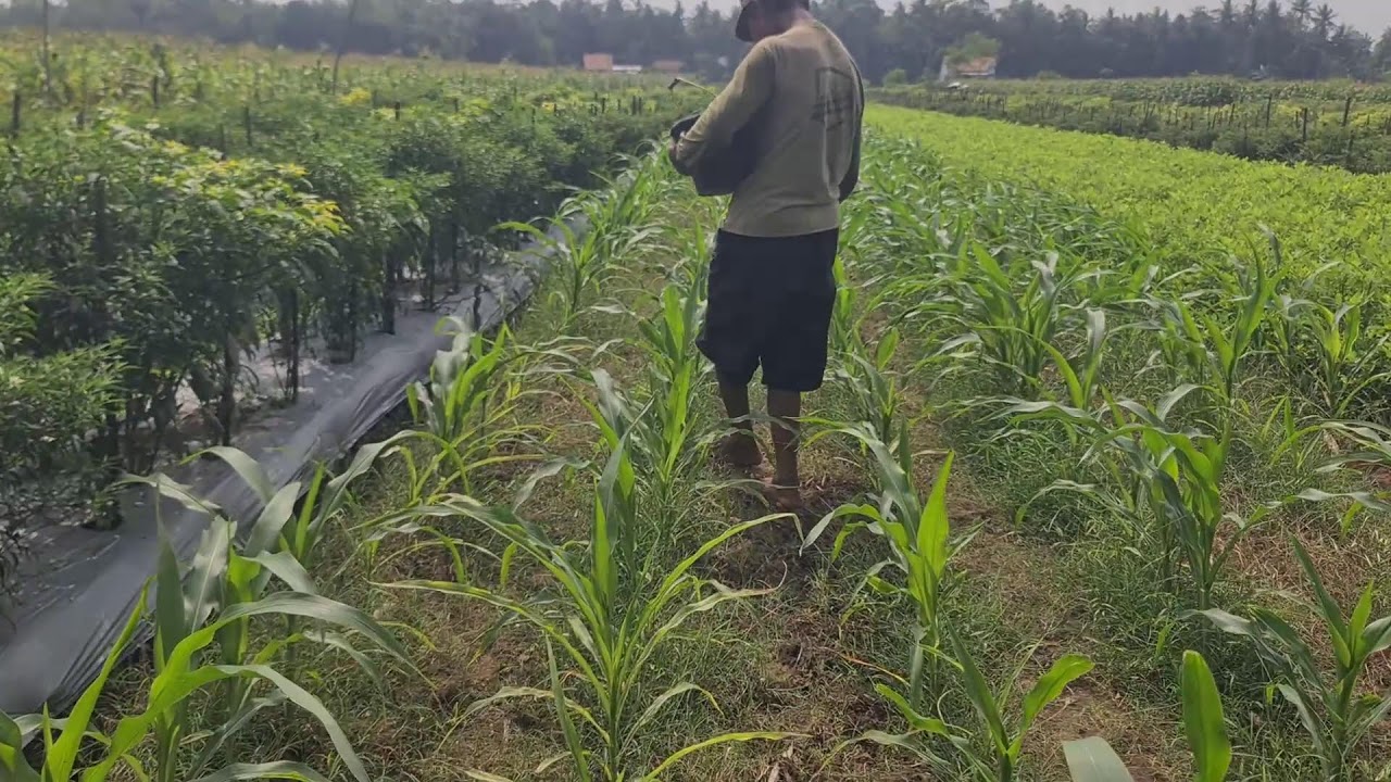 The Process of Spreading Chemical Fertilizer on Corn Fields — Agriculture Farming