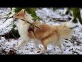 Shetland Sheepdog - All Information you want to know | Dog Lover