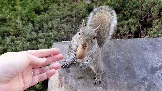 Im So Happy To See This Squirrel Again