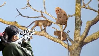 BERBURU HAMA NAKAL! YANG MEMBUAT PETANI GAGAL PANEN