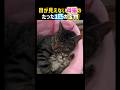 目が見えない母猫のたった1匹の宝物✨