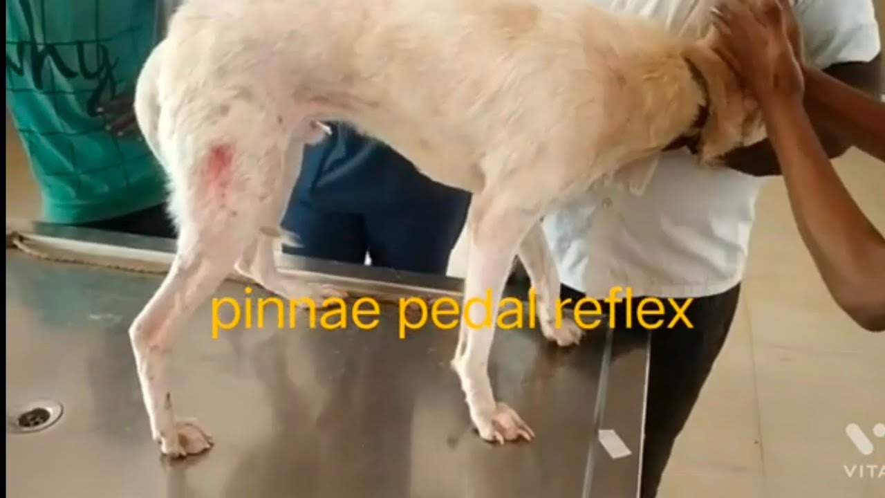 pinnae pedal reflex YouTube