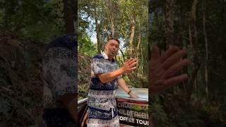 Bringing Thailand Coffee Back to Cafe Lomez #youtubeshorts #ytshorts #shorts #shortvideo #short