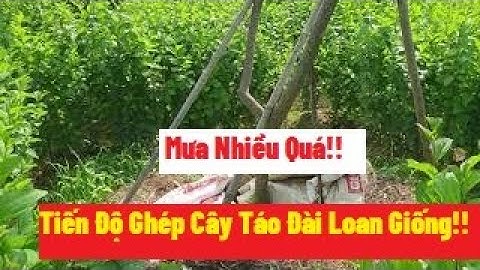 Tiến Độ Ghép Cây Táo Đài Loan, Táo Xuân Giống Ngày 30/7/2021 l Nui Doi Luc Ngan 98