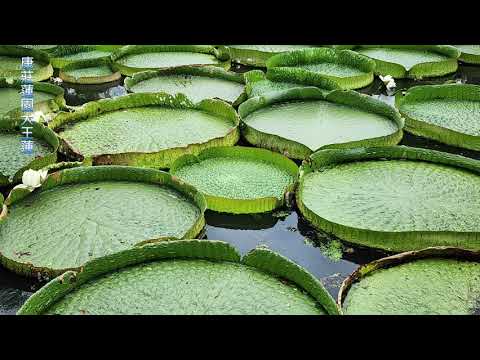 [桃園觀音]林家古厝休閒農場✚ 康莊蓮園~賞大王蓮