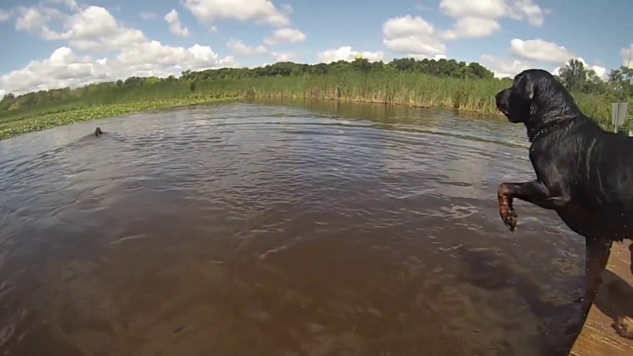 THE LAKE @ ORION OAKS DOG PARK