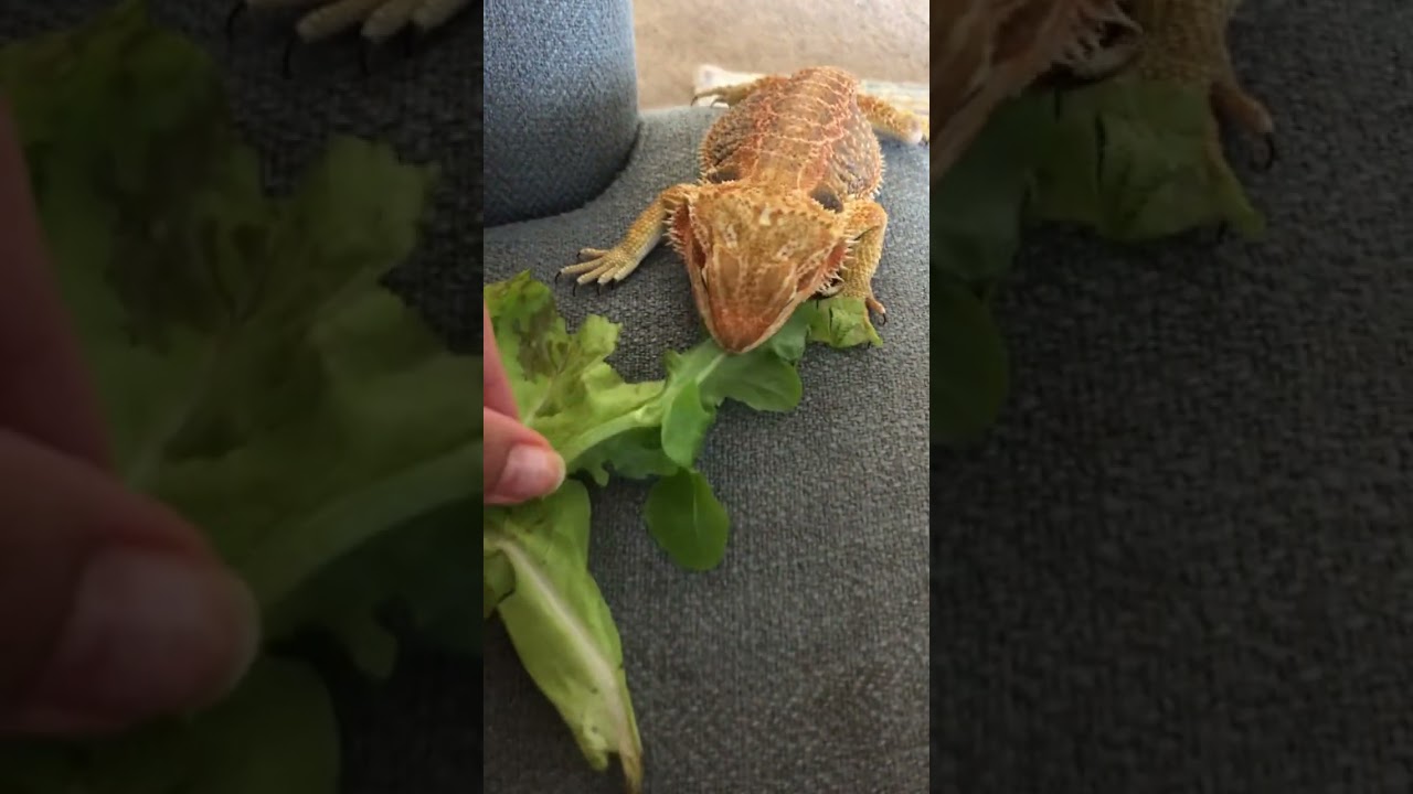 My Lizard loves Spinach and Lettuce
