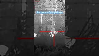 🦝🔥 Thermal Video of Raccoons at Night | Wild Gulf 🌙#hunting