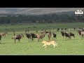 Multitude Of Wildebeest Attract Young Lions | Iconic Africa