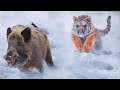 Why Is The Siberian Tiger So Dangerous Why Is The Siberian Tiger So Dangerous
