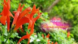 Flowers / 15 / Tecoma capensis / Beautiful flowers