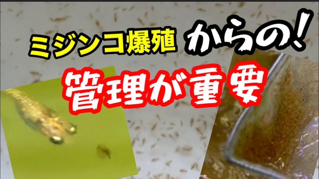 ミジンコ繁殖は簡単です。繁殖してからの管理が重要です！！【メダカ】