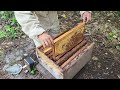 Consumo en colmena de pan de abeja