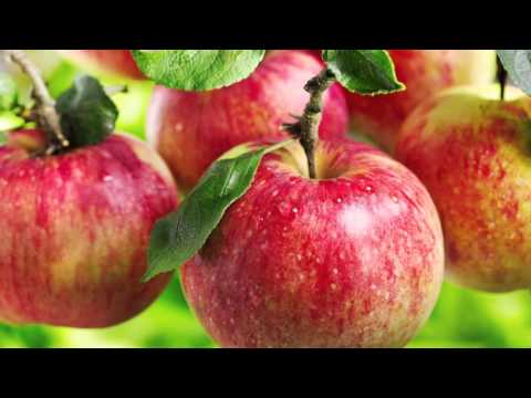Βίντεο: Πληροφορίες Honeycrisp Apple: Μάθετε για την καλλιέργεια μήλων Honeycrisp