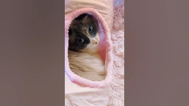 Video 11144841: calico kitty, cat kitty cute