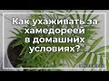 Как ухаживать за хамедореей в домашних условиях? | toNature.Info